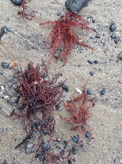 Gracilariaceae