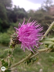 Cirsium mexicanum
