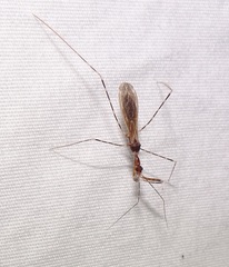 Stenolemoides arizonensis