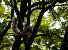 Sciurus nayaritensis nayaritensis