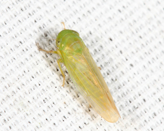 Chlorotettix spatulatus