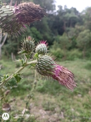 Cirsium mexicanum