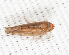 Osbornellus auronitens