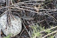 Sceloporus graciosus