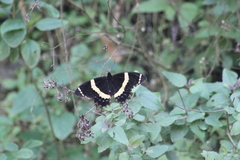 Papilio garamas