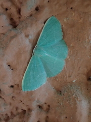 Xenochlorodes olympiaria