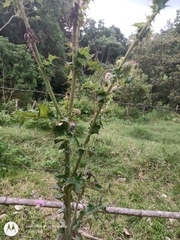 Cirsium mexicanum
