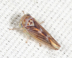 Populicerus lachrymalis