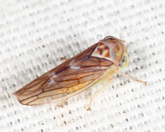 Populicerus lachrymalis