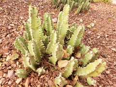 Euphorbia makallensis