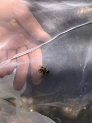 Sericomyia flagrans