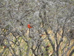 Pyrocephalus rubinus