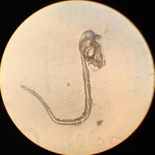 Appendicularia