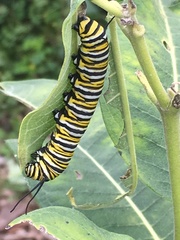 Danaus plexippus