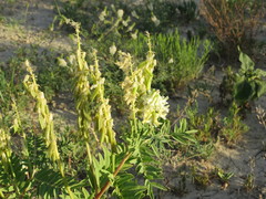 Astragalus racemosus
