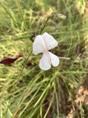 Tephrosia onobrychoides