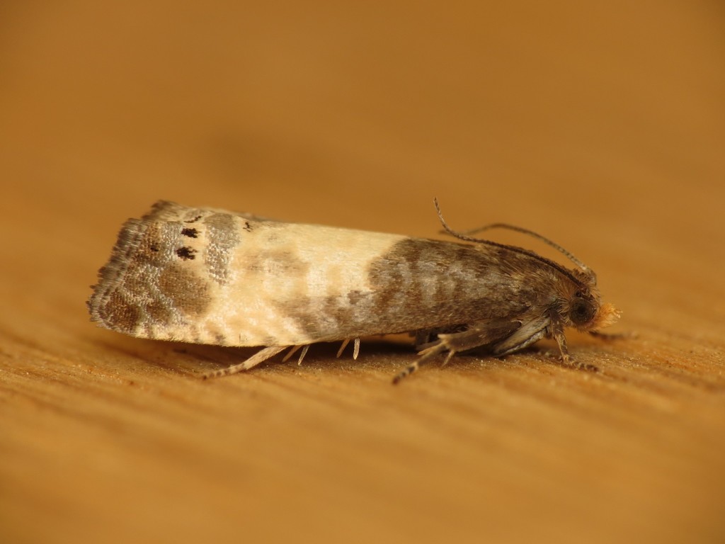 Notocelia