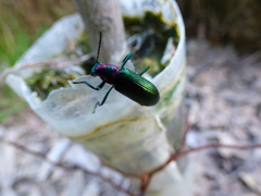 Strongylium auratum