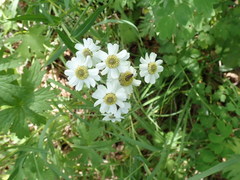 Achillea ptarmica macrocephala