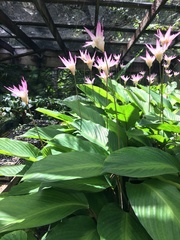 Goeppertia loeseneri