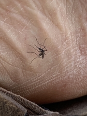 Stegomyia