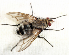 Microphthalma disjuncta