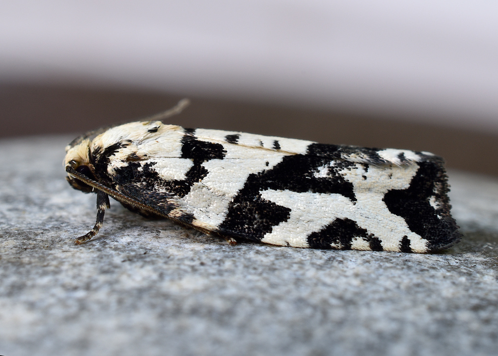 Boldly-marked Archips Moth