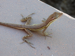Anolis auratus