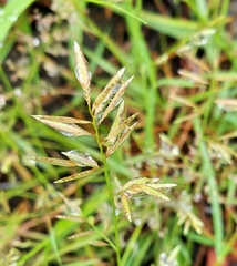 Eragrostis cumingii