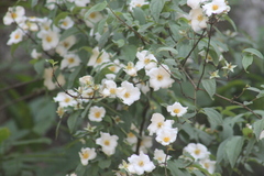 Philadelphus microphyllus madrensis