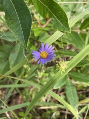 Eurybia spectabilis