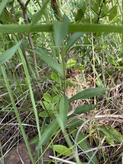 Eurybia spectabilis