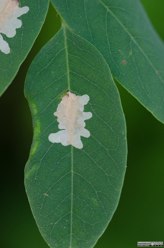 Locust Digitate Leafminer Moth