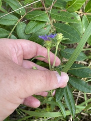 Eurybia spectabilis