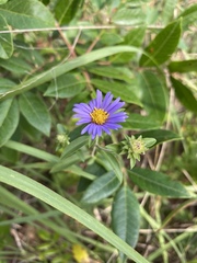 Eurybia spectabilis