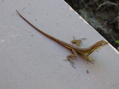 Anolis auratus