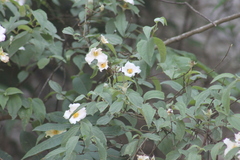 Philadelphus microphyllus madrensis