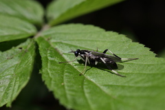 Stratiomyomorpha