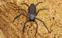 Morebilus plagusius