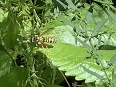 Polistes dominula