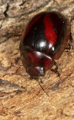 Paropsisterna erudita