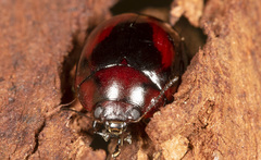 Paropsisterna erudita