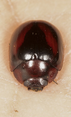 Paropsisterna erudita