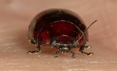 Paropsisterna erudita