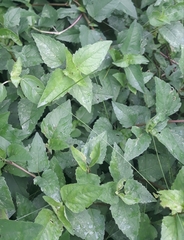 Calyptocarpus vialis