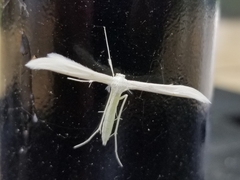 Hellinsia homodactylus