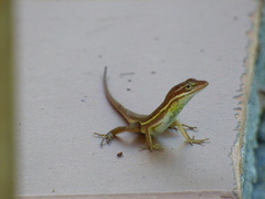 Anolis auratus