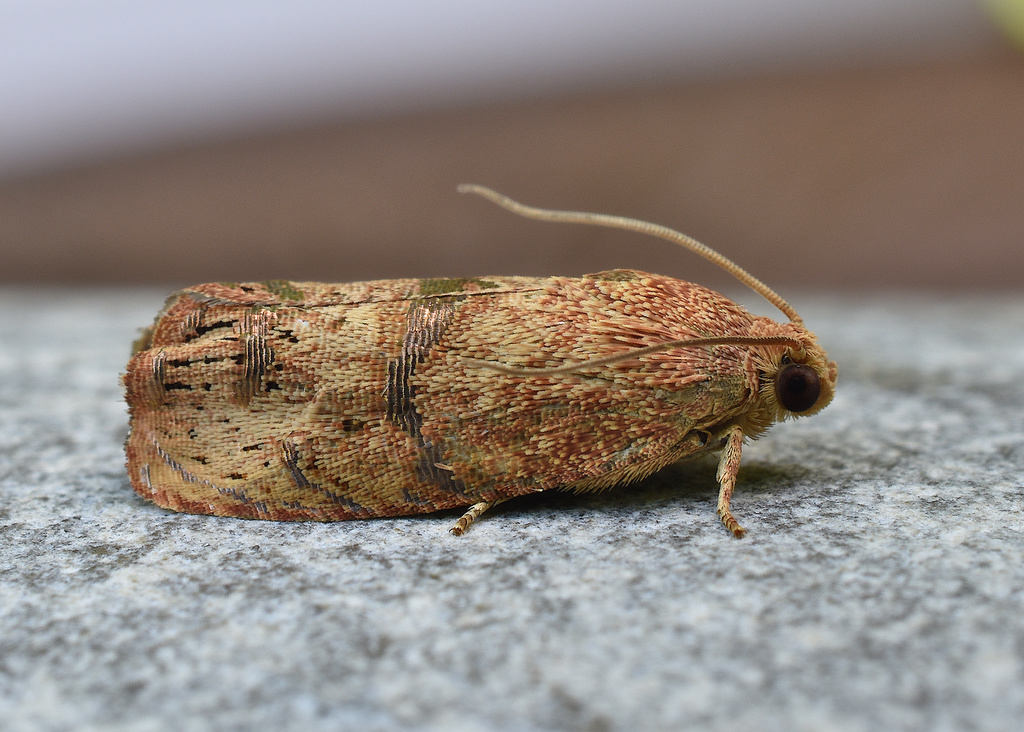 Filbertworm Moth