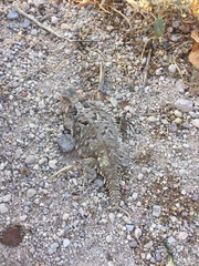 Phrynosoma coronatum