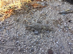 Phrynosoma coronatum